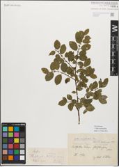 Foto von Salix myrsinifolia Salisb.